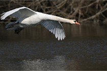 Z9 La Villetertre 22-03-24 00871  Photo A CG