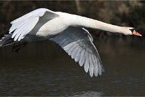 Z9 La Villetertre 22-03-24 00872  Photo A CG