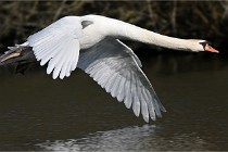 Z9 La Villetertre 22-03-24 00873  Photo A CG