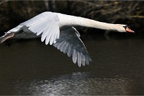 Z9 La Villetertre 22-03-24 00874  Photo A CG