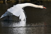 Z9 La Villetertre 22-03-24 00877  Photo A CG