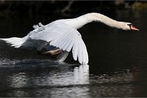 Z9 La Villetertre 22-03-24 00878  Photo A CG