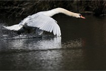 Z9 La Villetertre 22-03-24 00879  Photo A CG