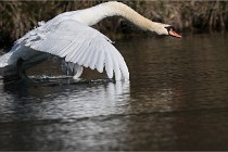 Z9 La Villetertre 22-03-24 00880  Photo A CG