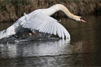 Z9 La Villetertre 22-03-24 00881  Photo A CG