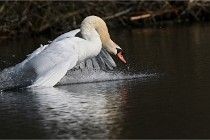 Z9 La Villetertre 22-03-24 00883  Photo A CG