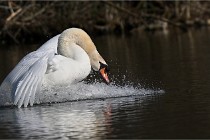 Z9 La Villetertre 22-03-24 00884  Photo A CG