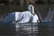 Z9 La Villetertre 22-03-24 00892  Photo A CG