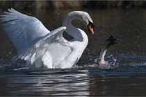 Z9 La Villetertre 22-03-24 00893  Photo A CG