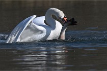 Z9 La Villetertre 22-03-24 00894  Photo A CG