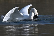 Z9 La Villetertre 22-03-24 00895  Photo A CG