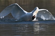 Z9 La Villetertre 22-03-24 00896  Photo A CG