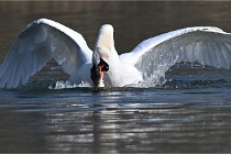 Z9 La Villetertre 22-03-24 00897  Photo A CG