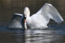 Z9 La Villetertre 22-03-24 00898  Photo A CG