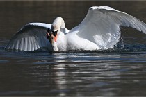 Z9 La Villetertre 22-03-24 00899  Photo A CG