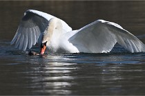 Z9 La Villetertre 22-03-24 00900  Photo A CG