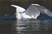 Z9 La Villetertre 22-03-24 00901  Photo A CG