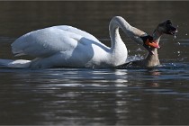 Z9 La Villetertre 22-03-24 00902  Photo A CG