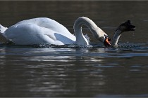 Z9 La Villetertre 22-03-24 00903  Photo A CG