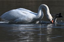 Z9 La Villetertre 22-03-24 00904  Photo A CG