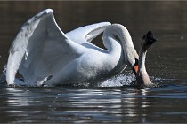 Z9 La Villetertre 22-03-24 00905  Photo A CG