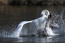 Z9 La Villetertre 22-03-24 00906  Photo A CG