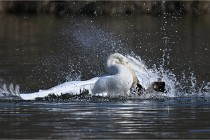 Z9 La Villetertre 22-03-24 00907  Photo A CG