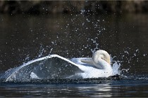 Z9 La Villetertre 22-03-24 00908  Photo A CG