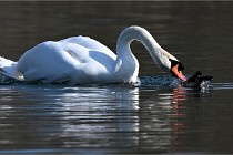 Z9 La Villetertre 22-03-24 00918  Photo A CG