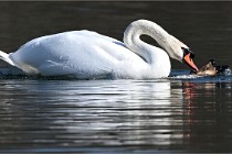 Z9 La Villetertre 22-03-24 00919  Photo A CG