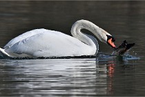 Z9 La Villetertre 22-03-24 00922  Photo A CG