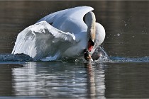 Z9 La Villetertre 22-03-24 00923  Photo A CG