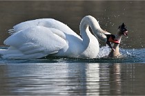 Z9 La Villetertre 22-03-24 00928  Photo A CG