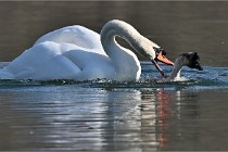 Z9 La Villetertre 22-03-24 00929  Photo A CG