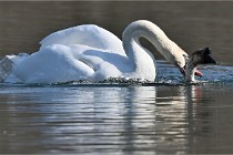 Z9 La Villetertre 22-03-24 00930  Photo A CG