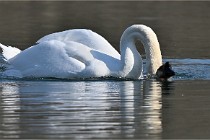 Z9 La Villetertre 22-03-24 00931  Photo A CG