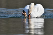 Z9 La Villetertre 22-03-24 00935  Photo A CG