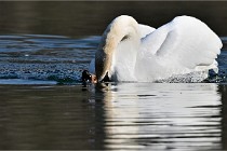 Z9 La Villetertre 22-03-24 00936  Photo A CG