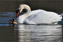 Z9 La Villetertre 22-03-24 00937  Photo A CG
