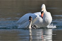 Z9 La Villetertre 22-03-24 00944  Photo A CG