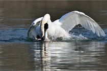 Z9 La Villetertre 22-03-24 00945  Photo A CG