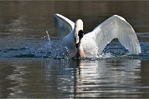 Z9 La Villetertre 22-03-24 00946  Photo A CG