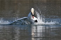 Z9 La Villetertre 22-03-24 00948  Photo A CG