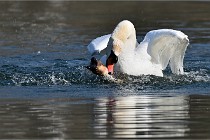 Z9 La Villetertre 22-03-24 00951  Photo A CG