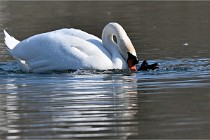 Z9 La Villetertre 22-03-24 00956  Photo A CG