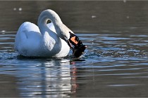 Z9 La Villetertre 22-03-24 00960  Photo A CG