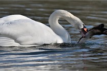 Z9 La Villetertre 22-03-24 00963  Photo A CG