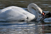 Z9 La Villetertre 22-03-24 00964  Photo A CG