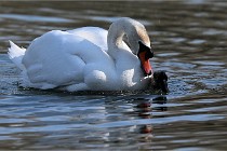 Z9 La Villetertre 22-03-24 00970  Photo A CG