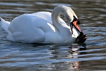 Z9 La Villetertre 22-03-24 00971  Photo A CG